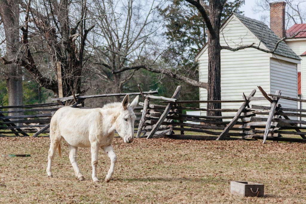 Bonnie the donkey in the pastures at Meadow Farm.