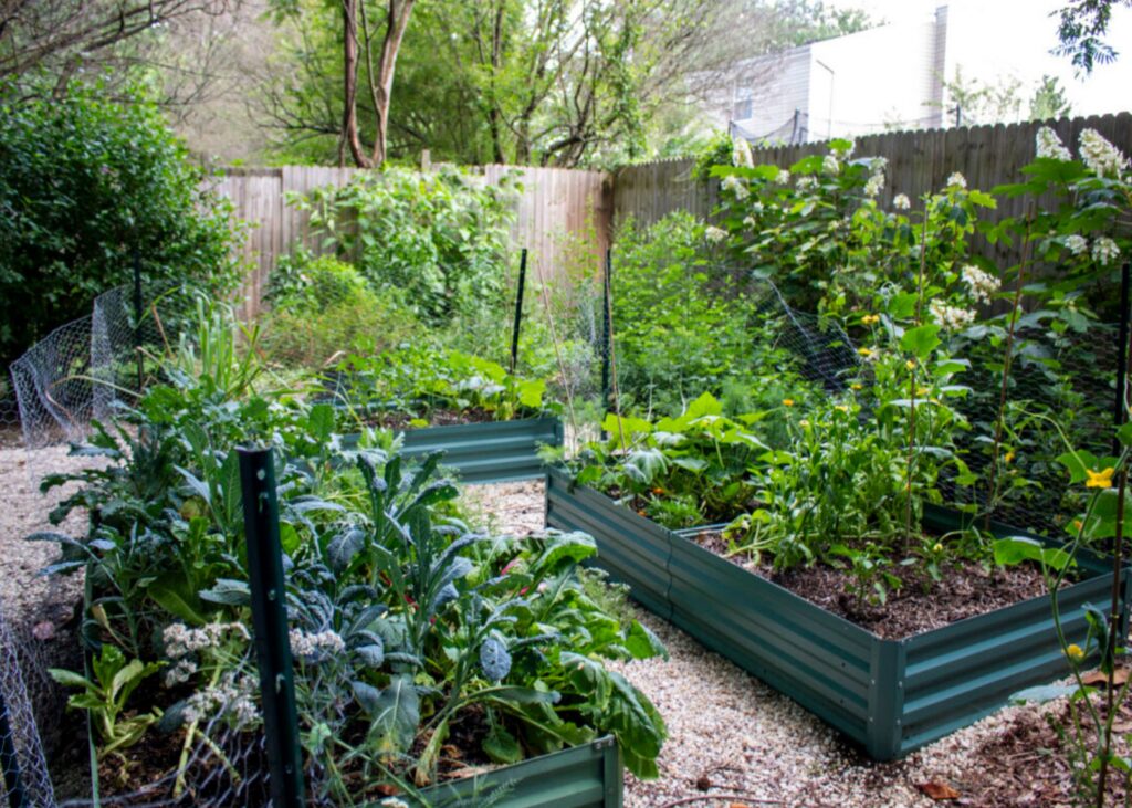 Three raised garden beds with green metal walls that are full of thriving, green plants.