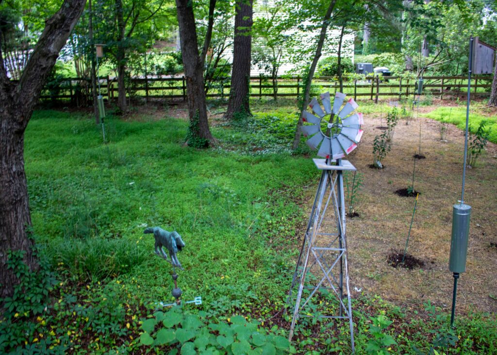A shaded back yard with trees, several grasses, and a mulched bed of shrubs. There is also a decorative metal windmill.