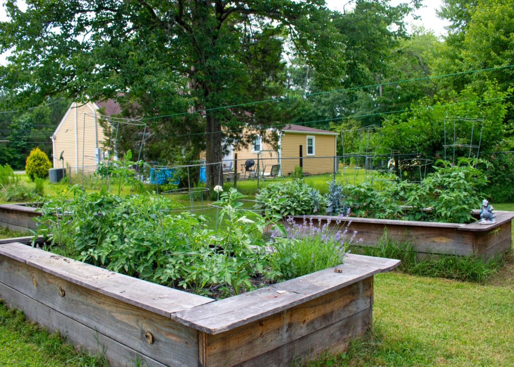 Two large, wooden raised plant beds full of a variety of green plants.