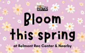 Belmont Spring Image