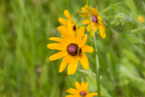 Black-eyed Susan Rudbeckia hirta