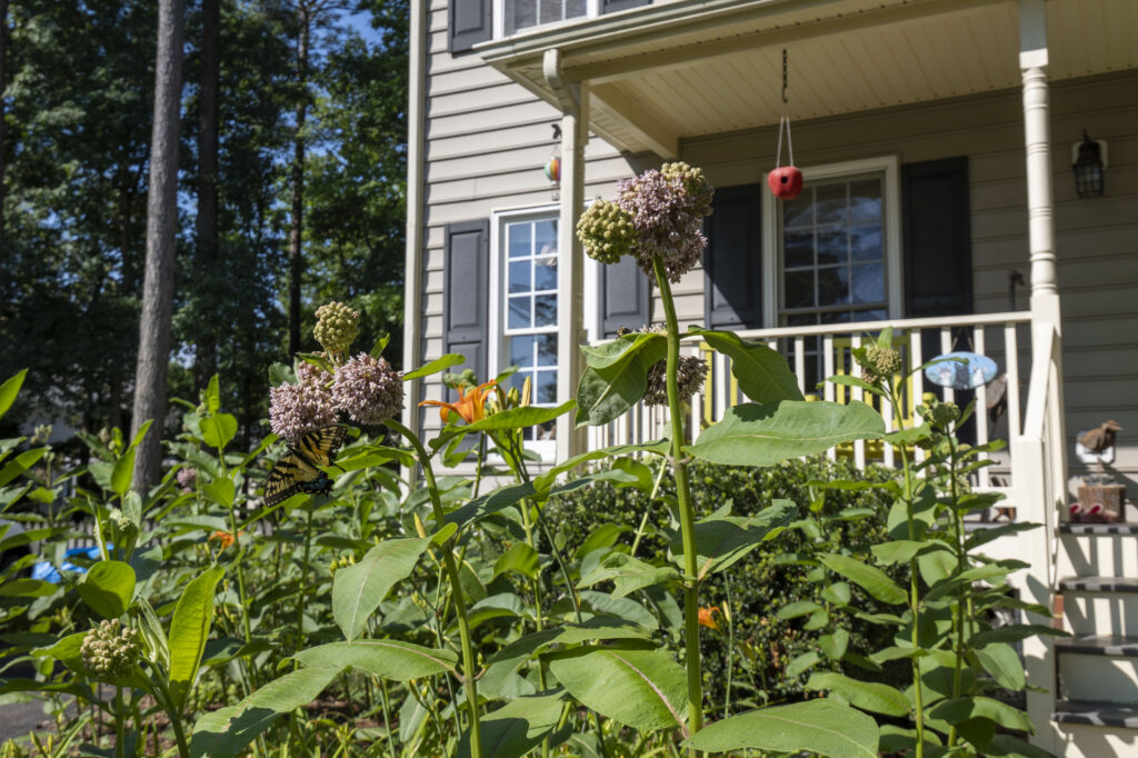 A butterfly stops for pollen on a flowering milkweed plant.