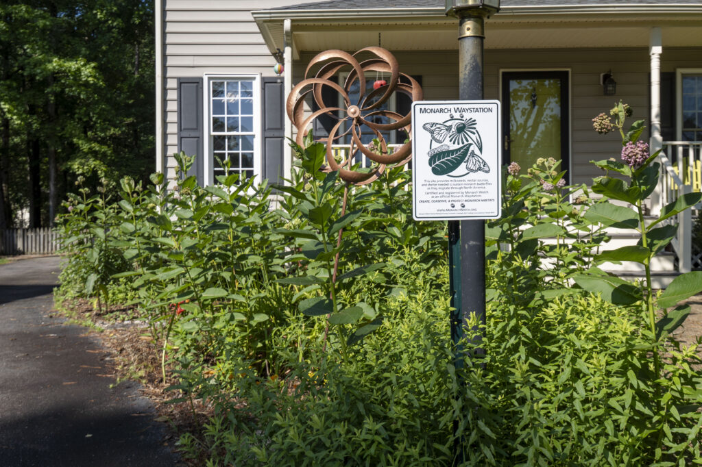 A Monarch Waystation sign hangs on a small light pole in the middle of a large plot of milkweed plants. A flower-shaped wind mill sits among the milkweed plants.