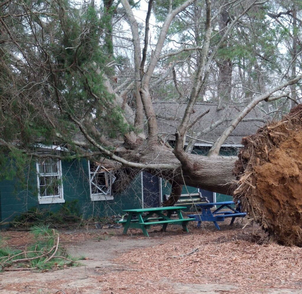 An uprooted oak tree crashed onto a green cabin.