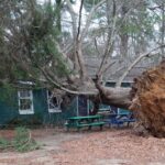 An uprooted oak tree crashed onto a green cabin.