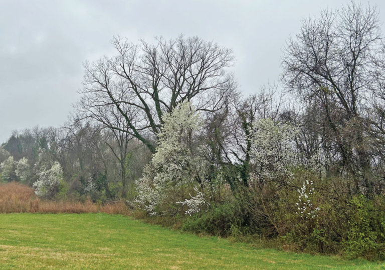 Photo of Callery Pear trees in a forest.