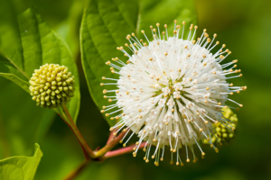 Cephalanthus occidentalis (Buttonbush) flowers.