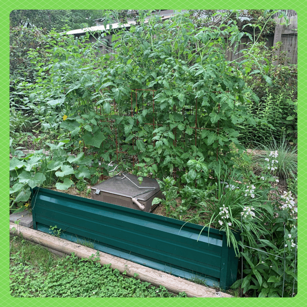 Photo of a raised garden bed filled with plants and a metal bin with lid protruding from the soil.