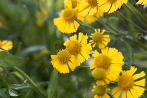 Common Sneezeweed Helenium autumnale