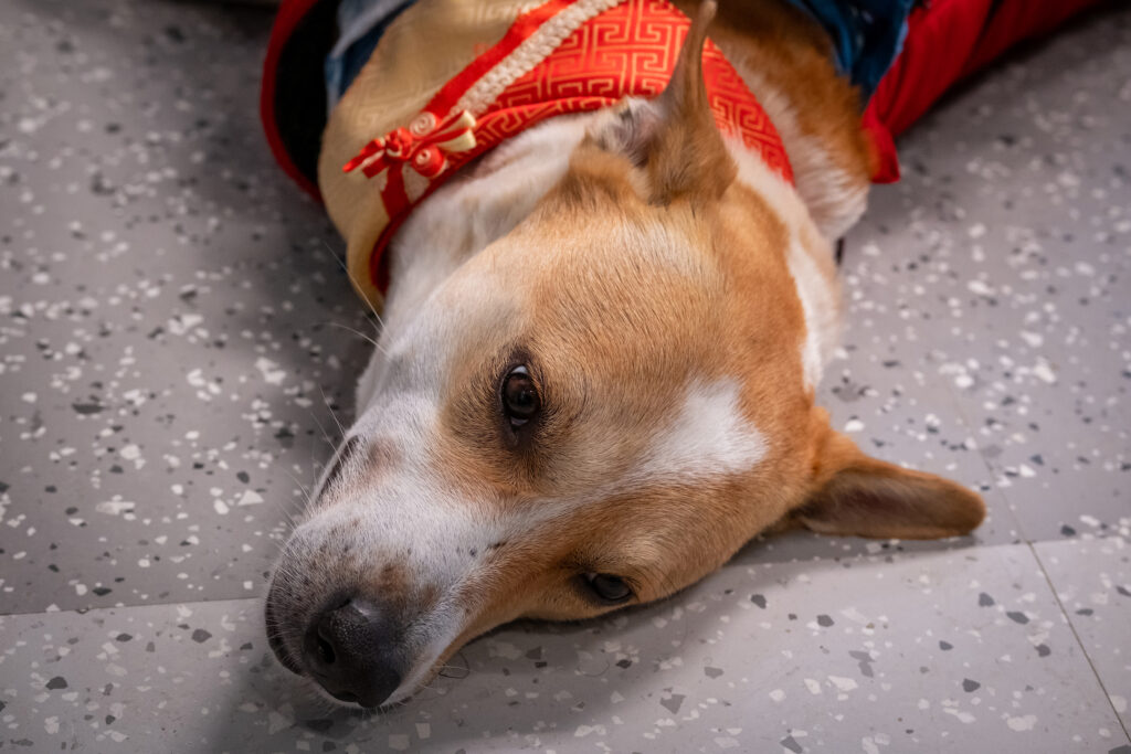 A photo of a dog reclining.