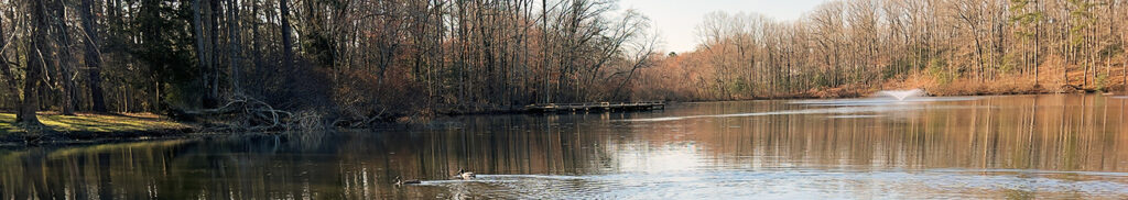 A photo of two ducks on a lake with leafless winter trees in the background.