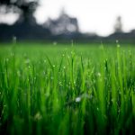 Green grass with dew