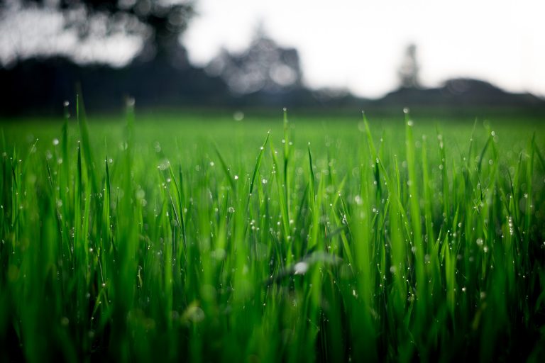 Green grass with dew