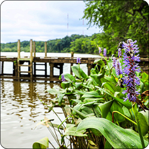 Dock at Deep Bottom Boat Landing
