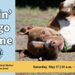 an image with a dog promoting a pet adoption event that says "Fixin' to go Home"