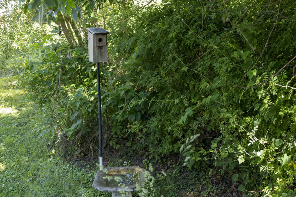 A bird house sits beside large shrubs and plants.