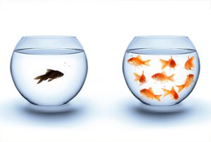two fish bowls, one with many gold fish and the other with a single fish