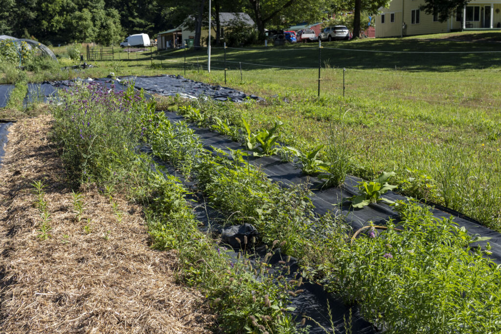 Plants planted in a row in an intentional plot garden with a solar weed barrier to kill weeds without use of pesticides.