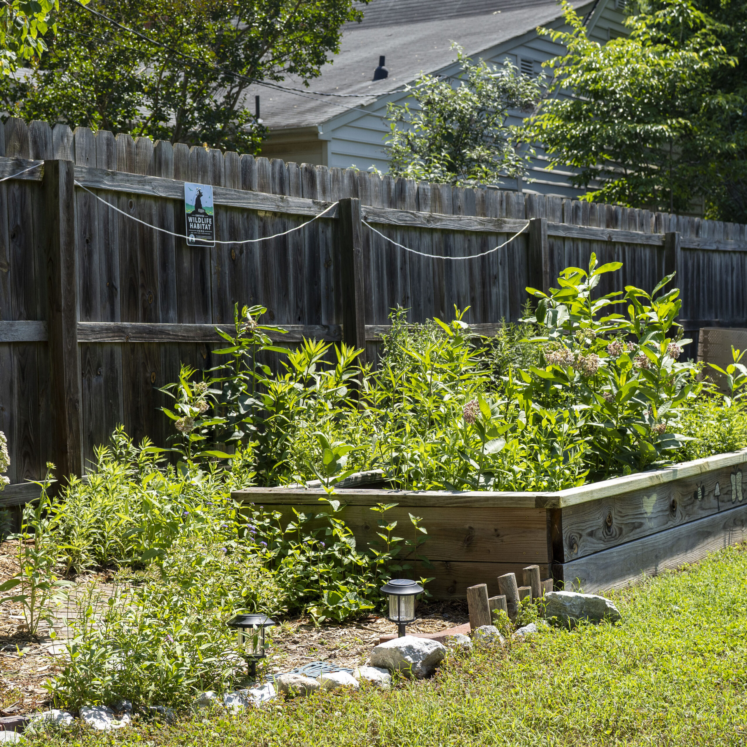 A wooden raised garden bed full of lush native plants surrounded by in-ground natives.