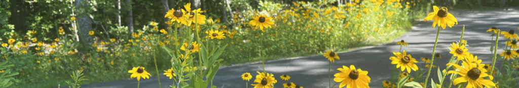 Yellow wildflowers in front of a paved walkway.