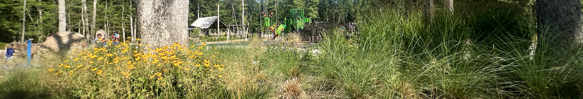 Mixed flower garden with recreation area in background.