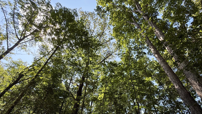 Group of trees high above.