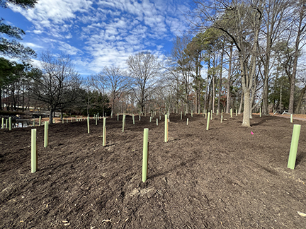 Expansive dirt area with many yellow tubes holding saplings