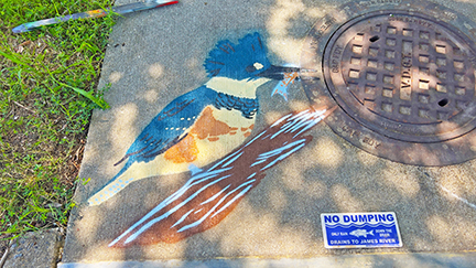 A blue jay painted on the top of a storm drain.