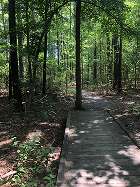 A wooden walkway surrounded by trees