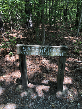 A wooden sign saying Sassafras among trees