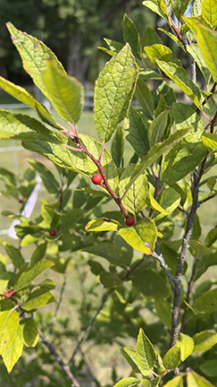 Heart Reforestation Dorey 5