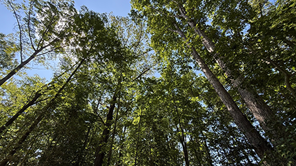 Group of trees low angle.