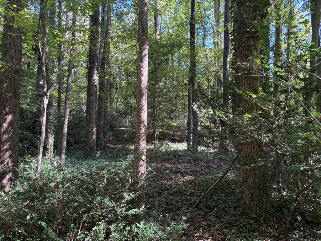 Wooded property by Roslyn Hills Park