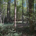 Wooded property by Roslyn Hills Park