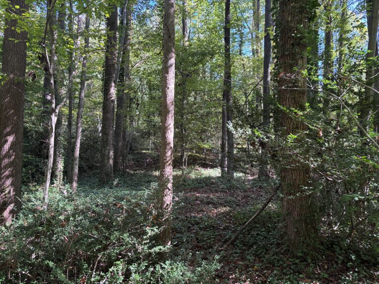 Wooded property by Roslyn Hills Park