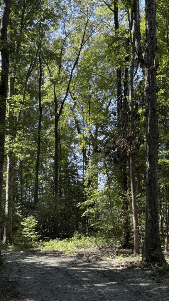 A photo of a dirt path surrounded by trees. 