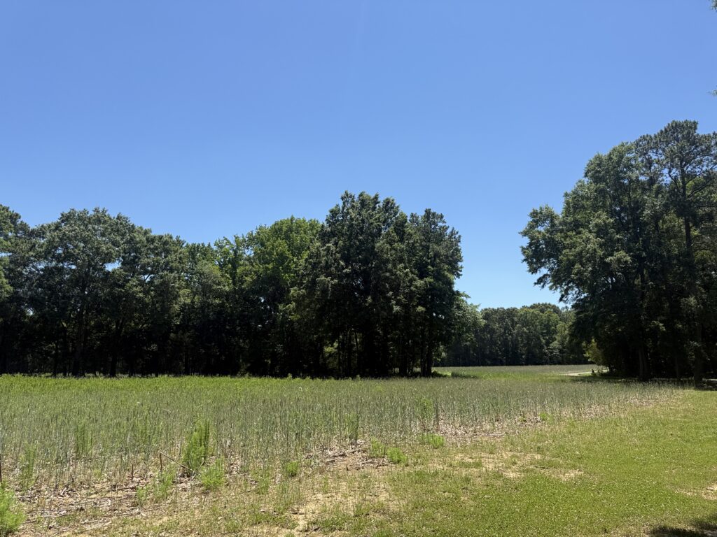 A field with trees.