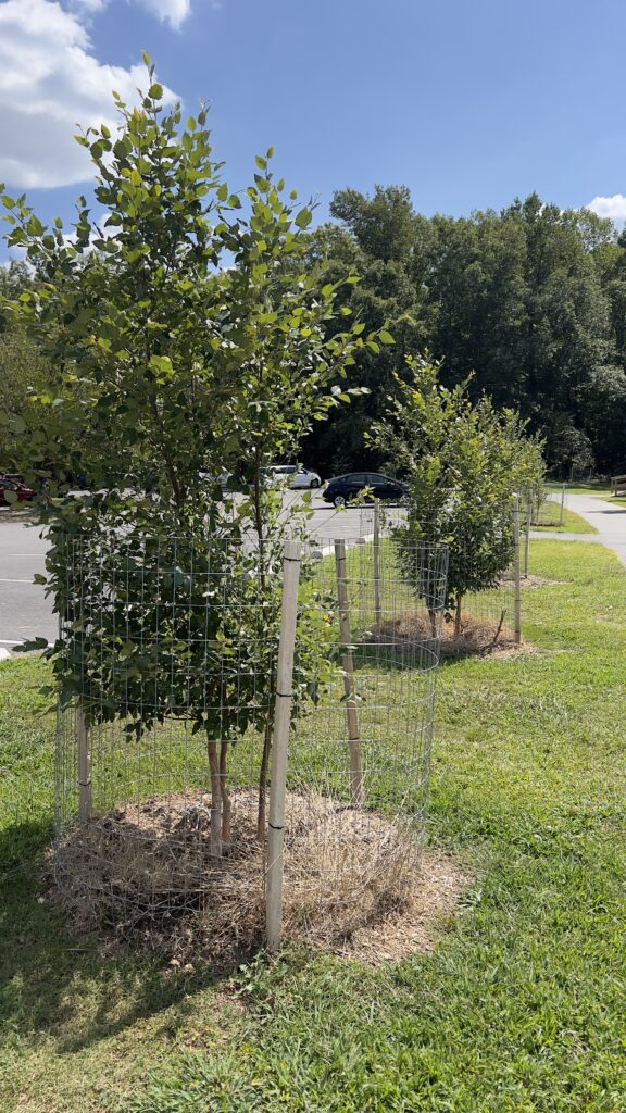 A photo of small trees enclosed in wire. 