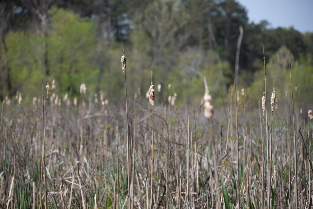 Stalks growing out of the natural land in the donated space