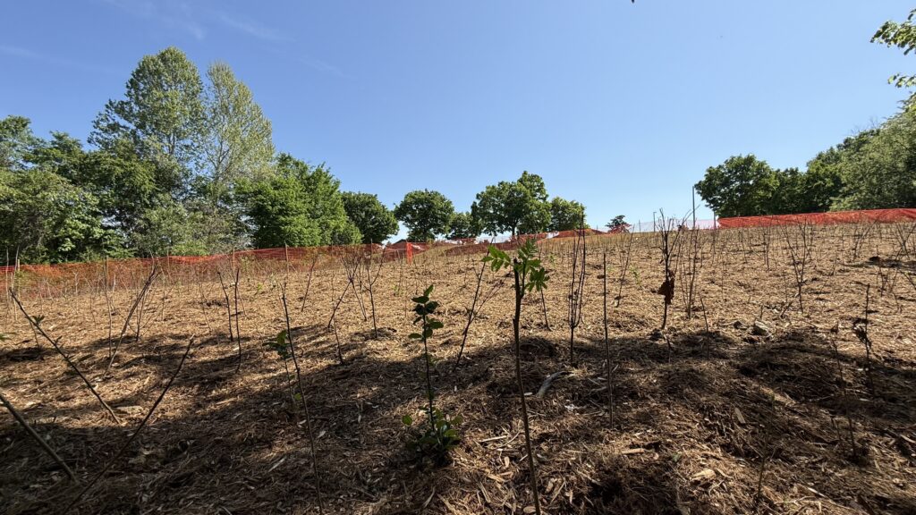 Young trees are planted to create a micro-forest at Nuckols Farm Elementary School