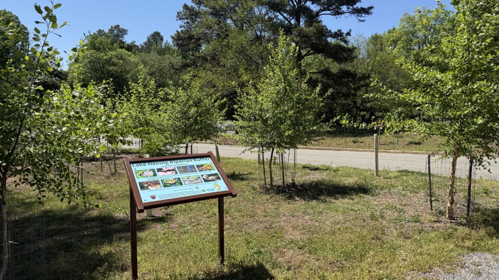 Trees planted in late 2023 at Lake Hening have matured.