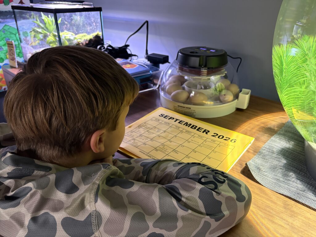 A child observes chicken eggs in an incubator.