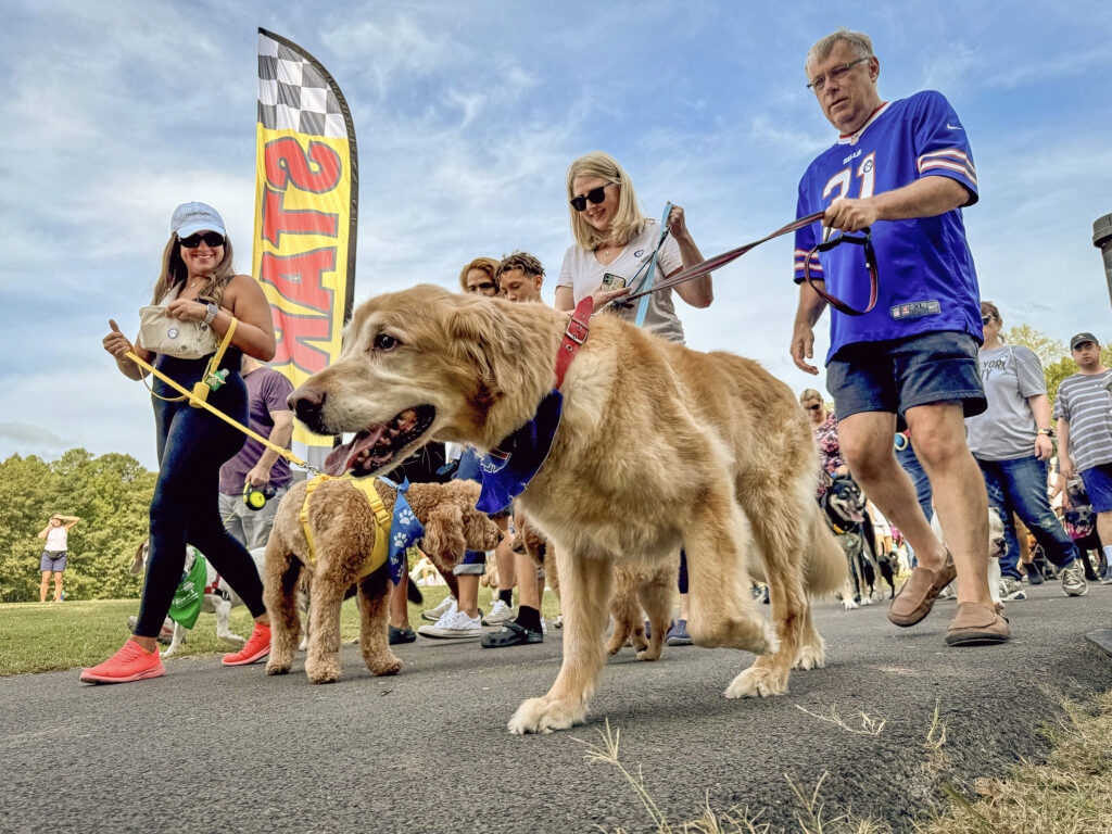 A group of people walk on the road during an event with their dogs.