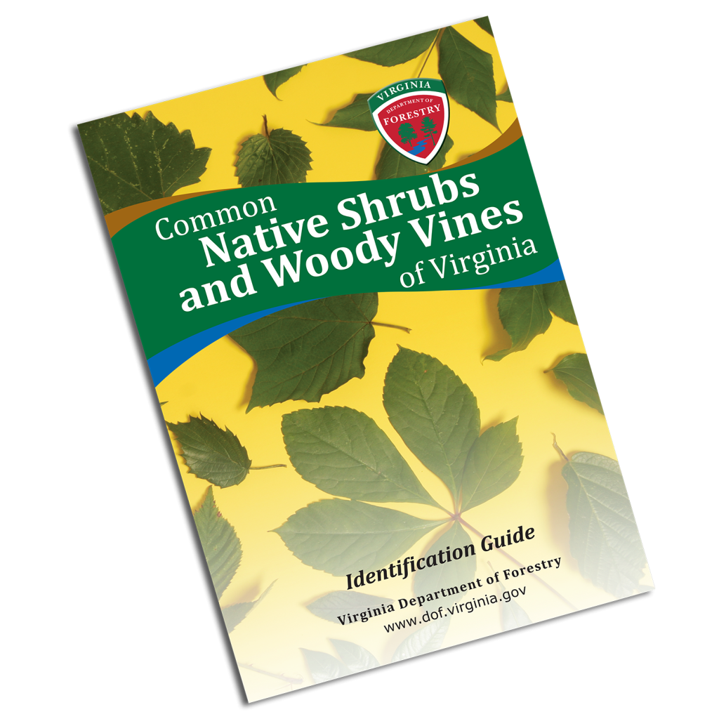 Image of book cover slanted to the left with the title of Common Native Shrubs and Woody Vines of Virginia in white. The Virginia Department of Forestry logo is the the top right corner. Black text on the bottom reads Identification Guide in italics with Virginia Department of Forestry, www.dof.virginia.gov underneath. The background is a photo of many different types of leaves on a yellow background.