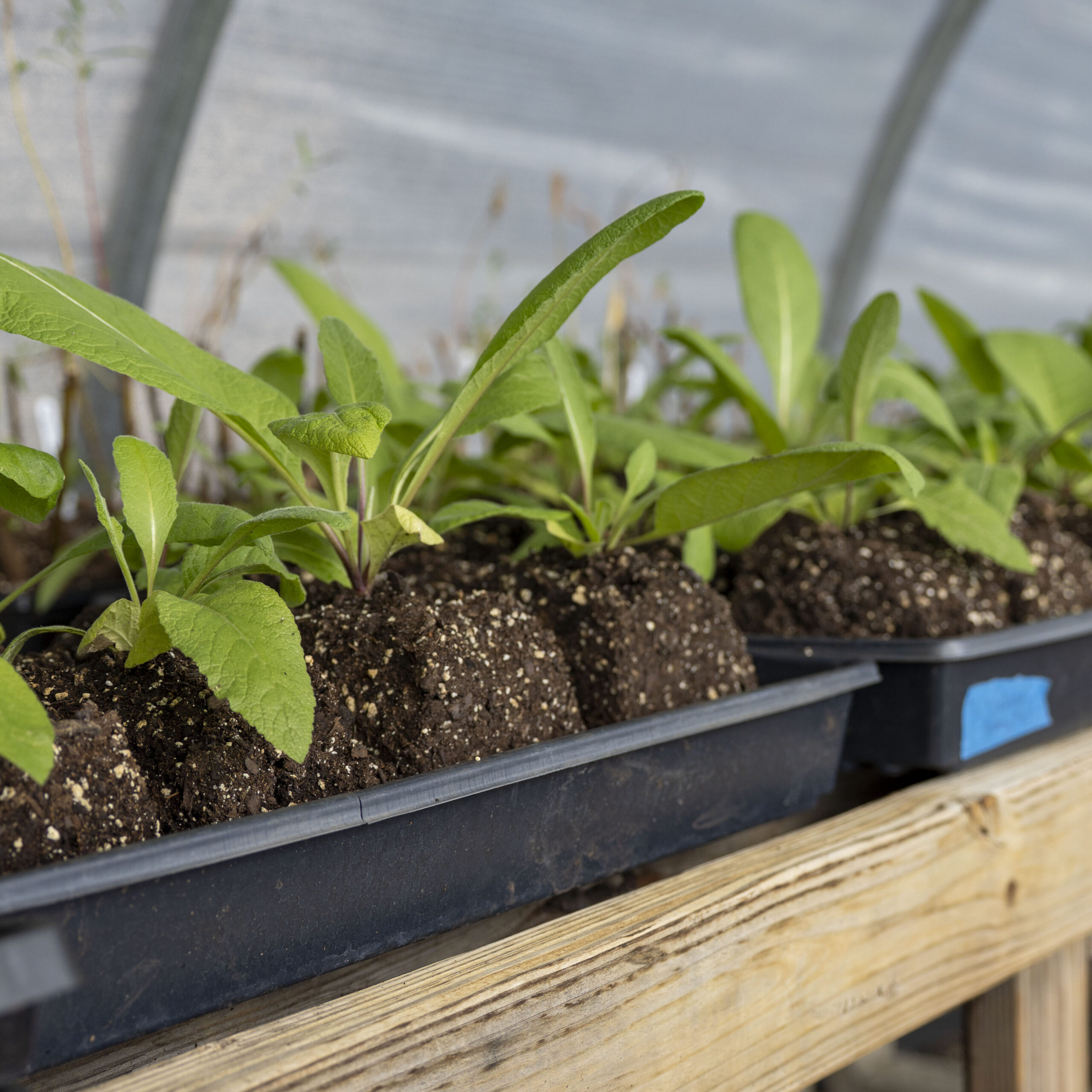 Seedlings growing out of small blocks of soil that are sitting in a tray.