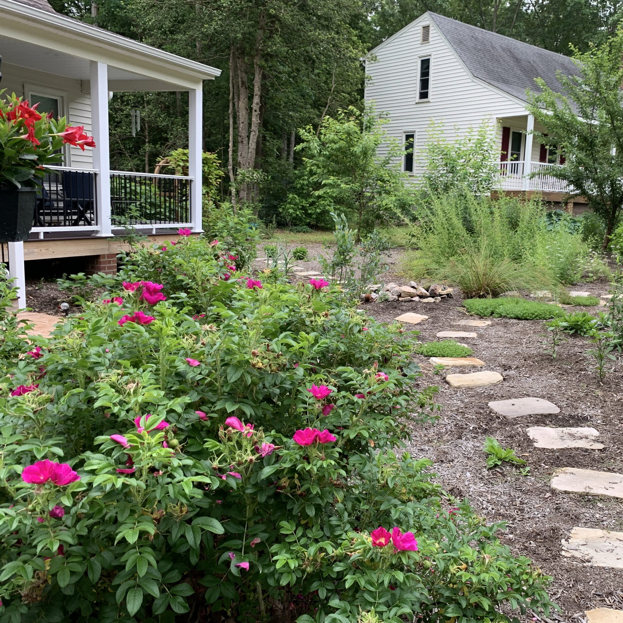A yard containing several robust bushes of pink and red flowers along a mulched stone path.