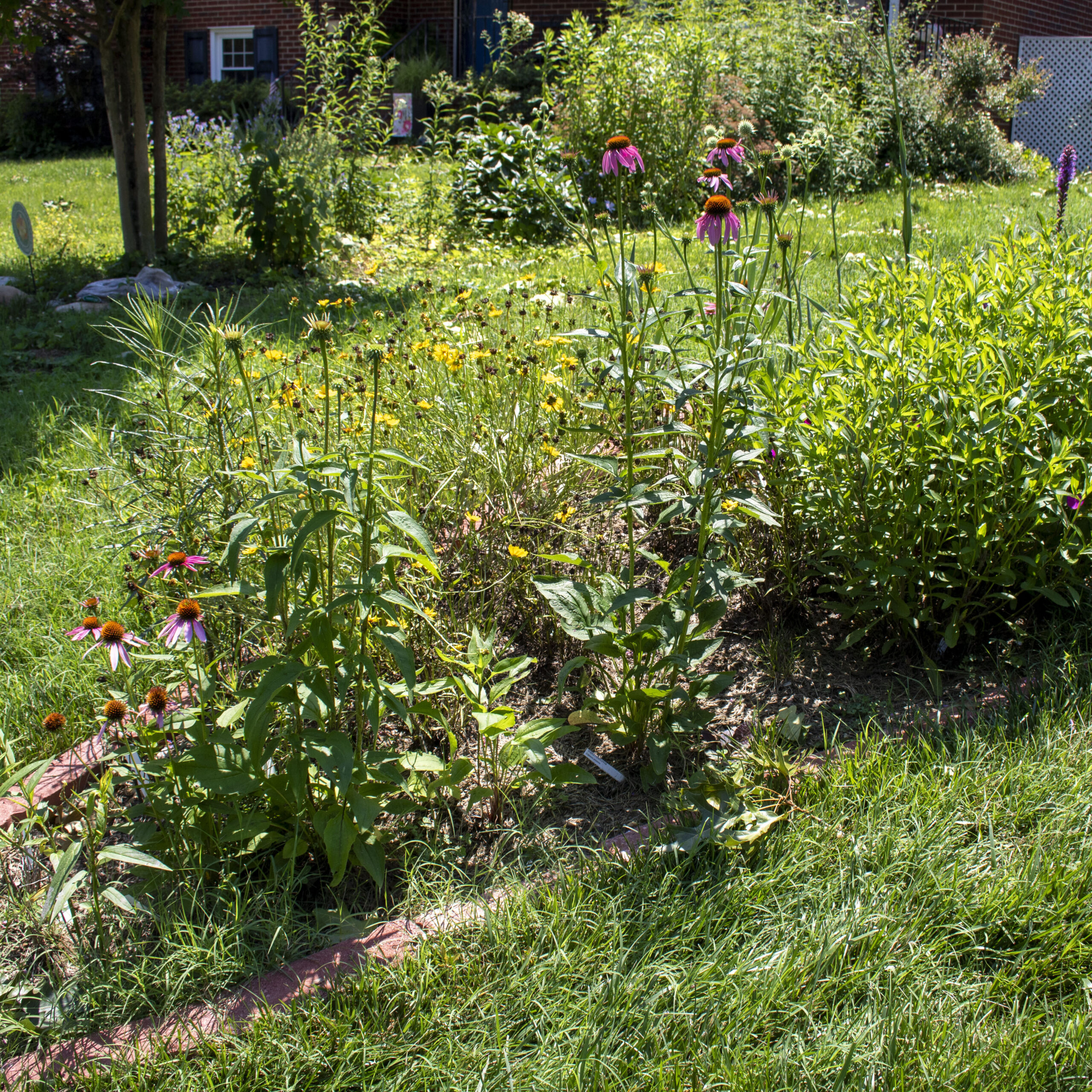 photo of a thriving garden bed full of purple and yellow native flowers.