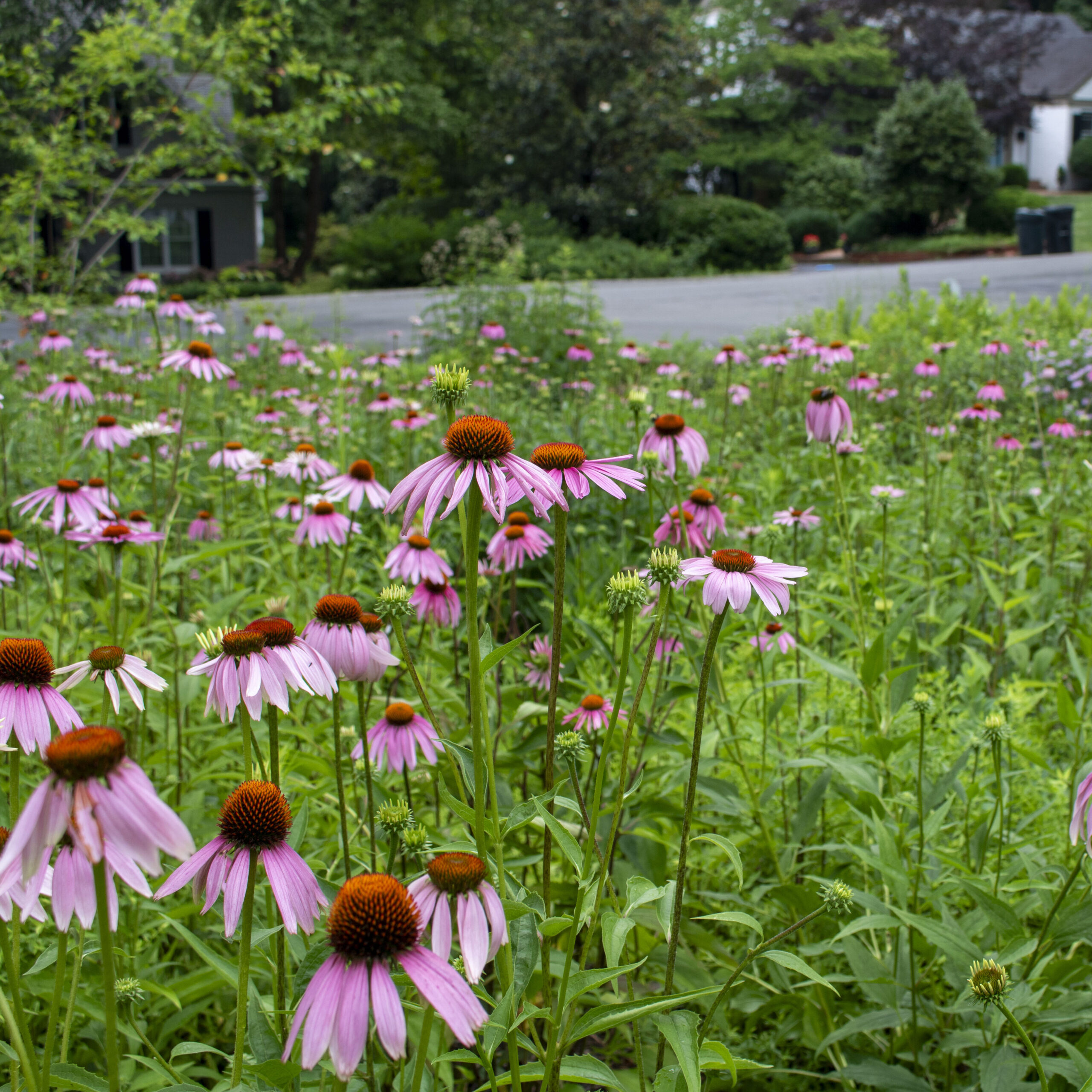 photo of purple coneflowers blooming throughout a lush, green garden bed. 