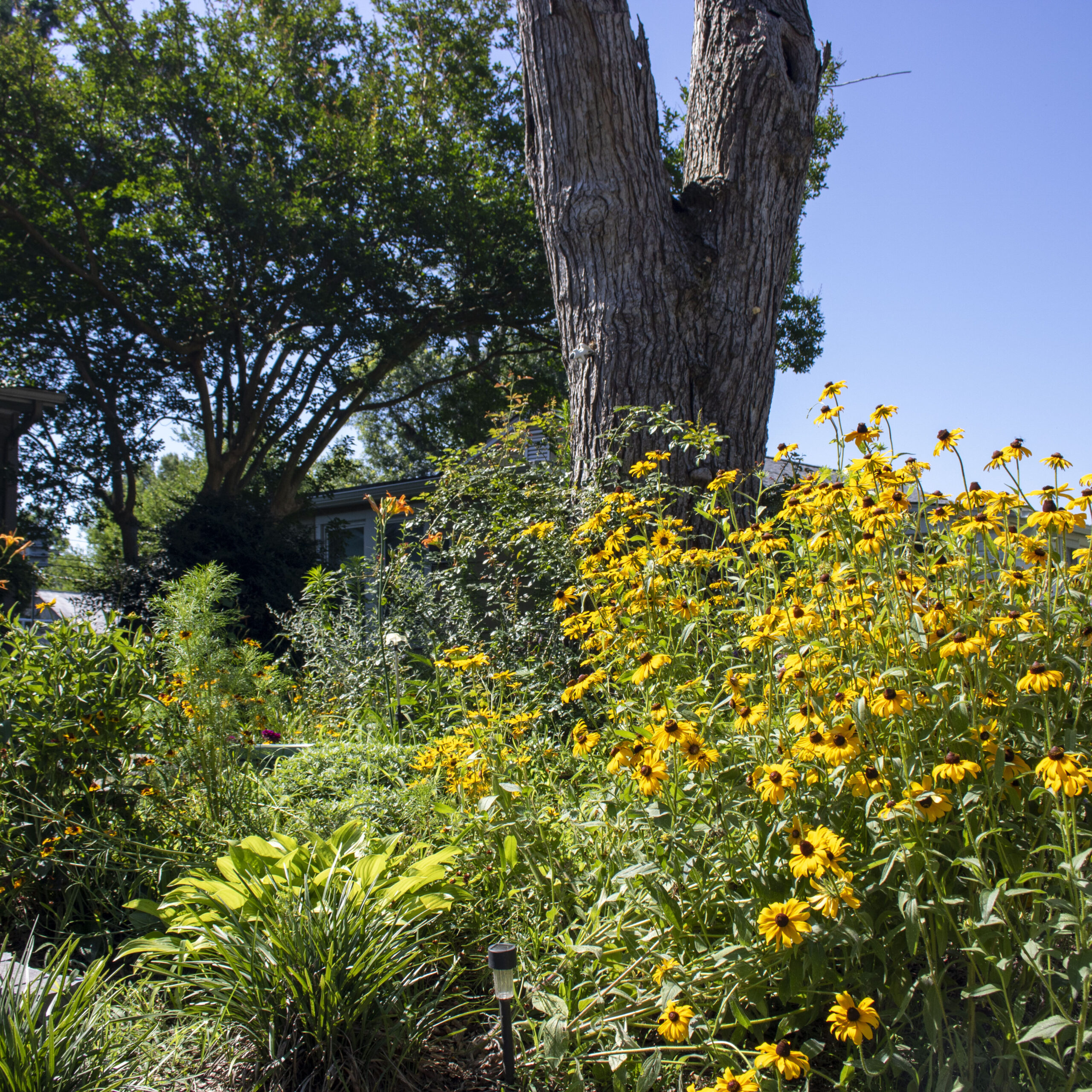 photo of many lush plants blooming with yellow and orange flowers that surround a dead tree that has been cut down to 10 feet in height.